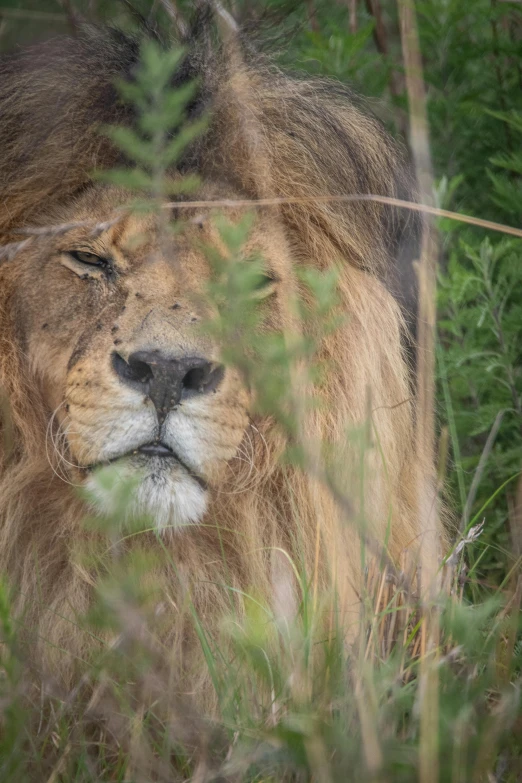 a lion lying down in the grass