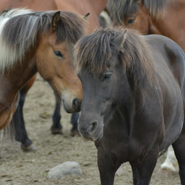 two horses stand close to one another with their noses close to the camera