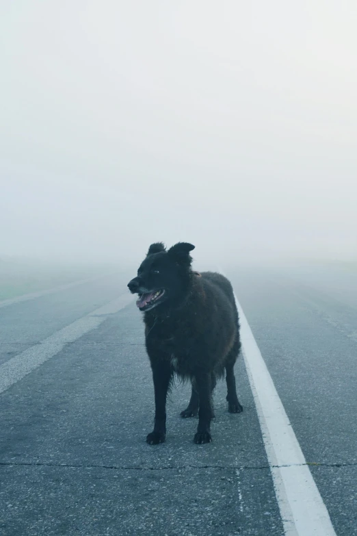 a dog standing in the middle of a road