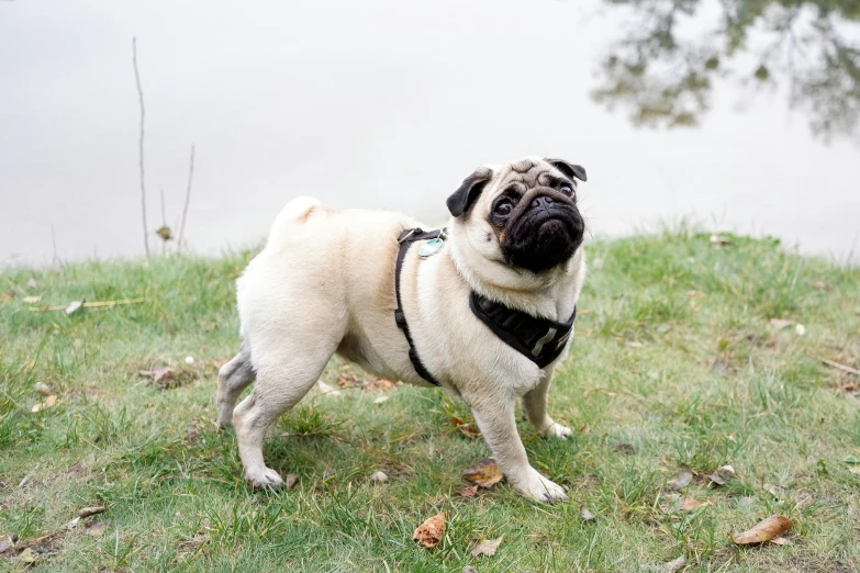 a small dog standing on top of a grass covered field