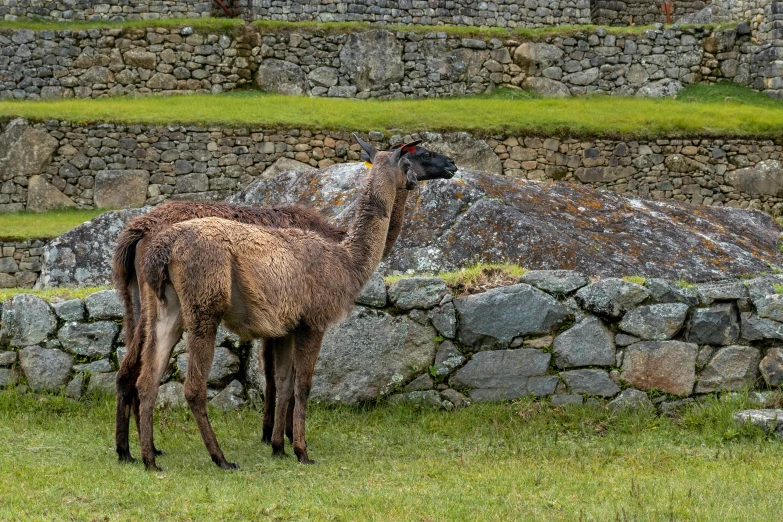 two llamas are standing next to a stone wall