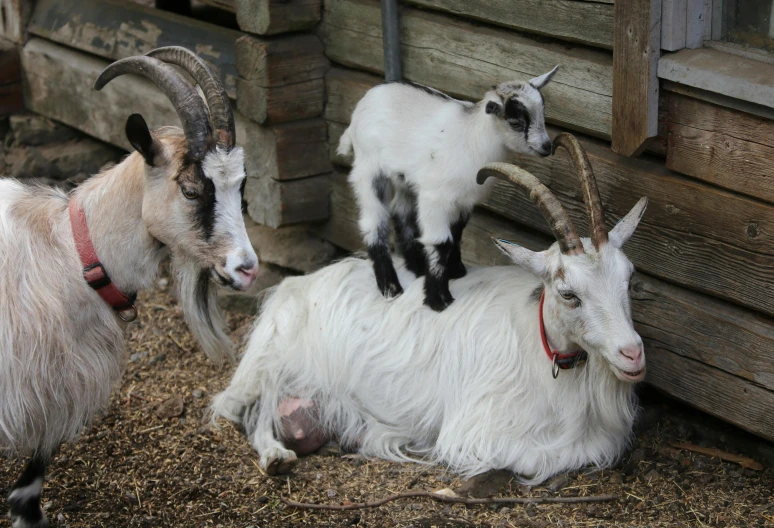 an image of goats with one baby sitting on his back