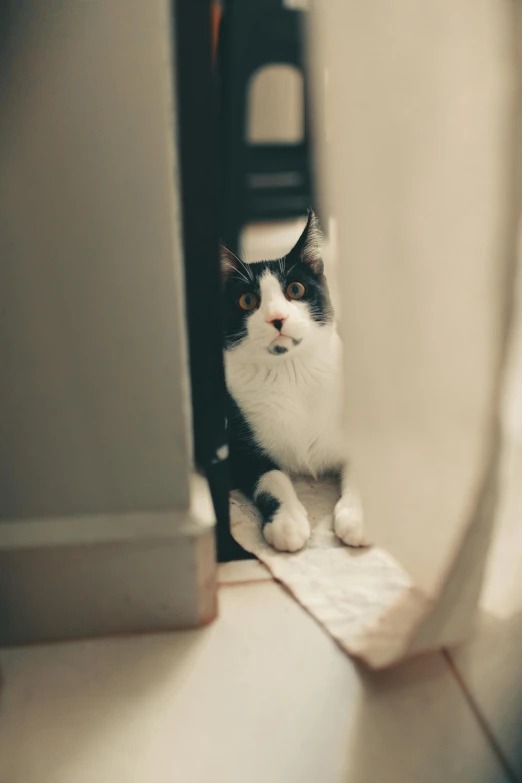 cat sitting on a toilet looking in mirror