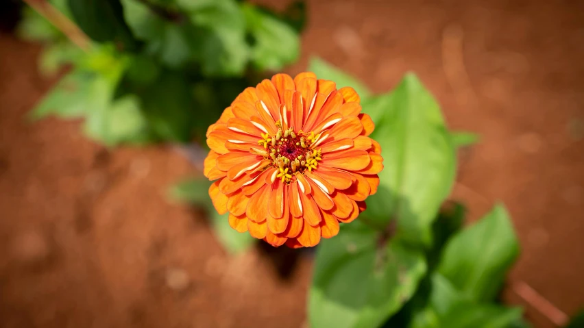 a close up view of an orange flower