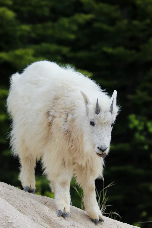 a mountain goat with horns walking on top of a rock