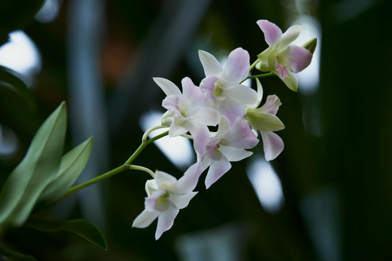 the flowers are pink and white on the stalk