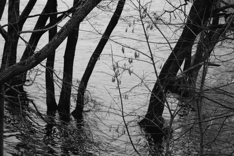 the trees are bent over to the sides of the water