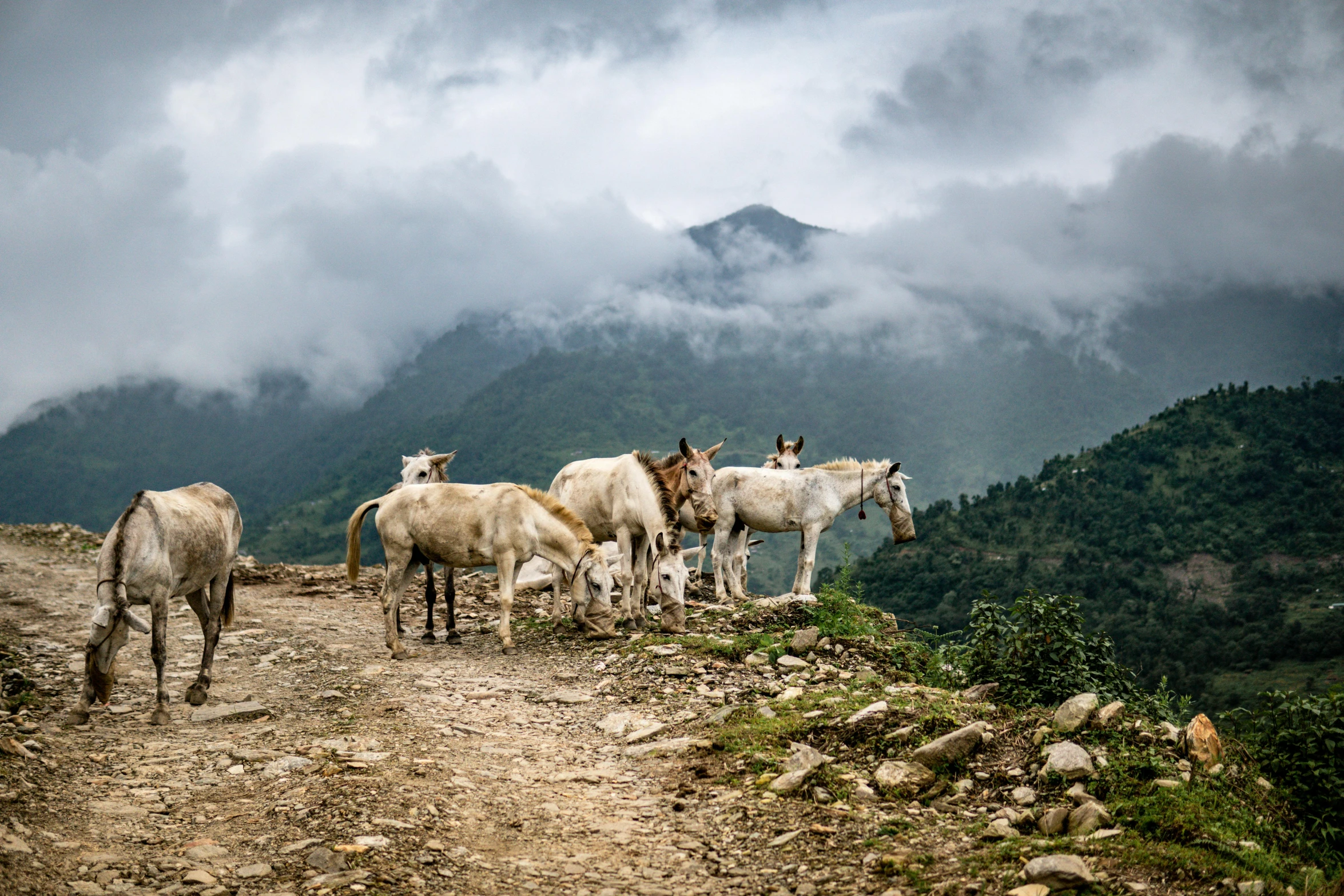 five wild horses are standing on a hill