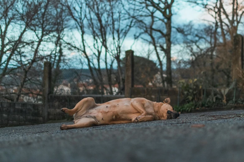 a dog rolling around on its side in the road