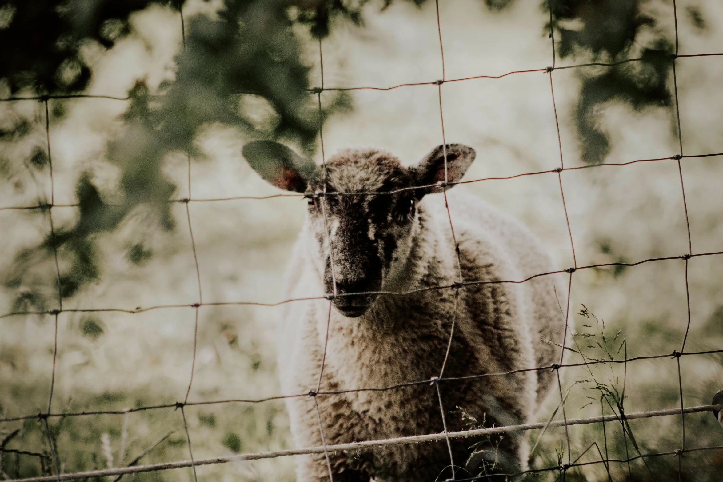 an animal is behind a fence staring