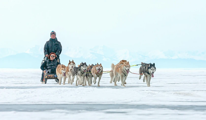 people are pulling dogs across a large flat area