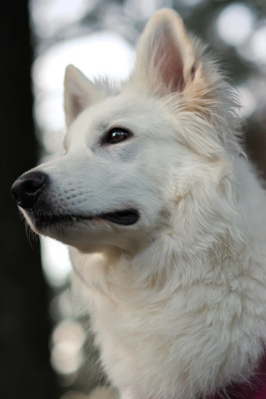 a close up of a dog with a tree in the background