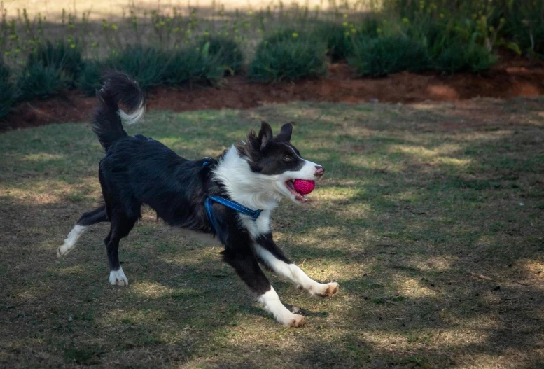 a black and white dog chasing after a ball