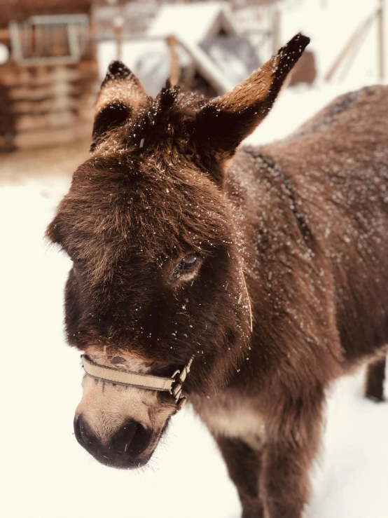 a brown and black donkey standing in the snow