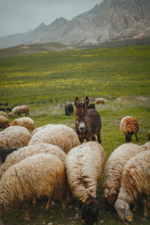 sheep graze and rest in a large open field