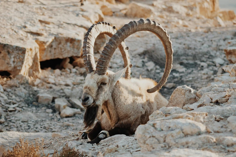 a horned ram with huge, curled horns standing in the middle of the rocks