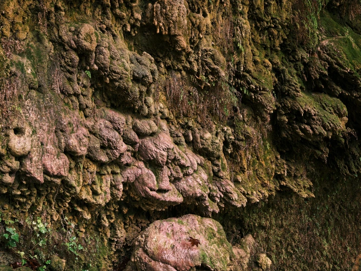 an abstract piece of mossy rock that is pink and green