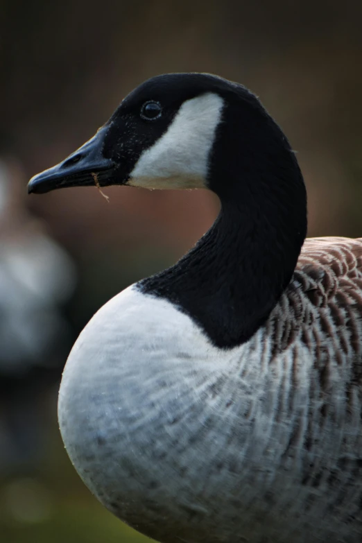 a close - up of a duck with blurry background