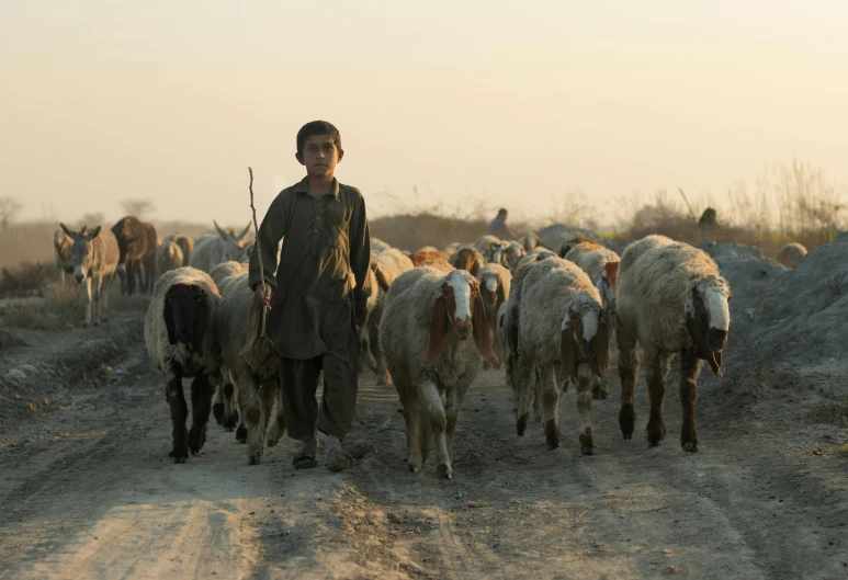 boy herding a large herd of animals down a road