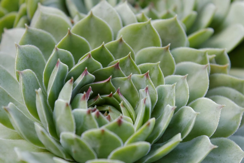 a close up image of green plants with purple and red tips