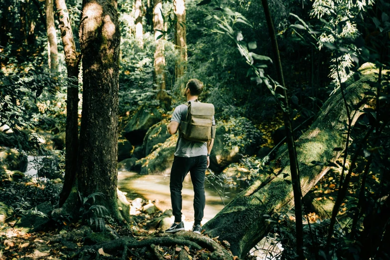a person walking through the woods in a forest