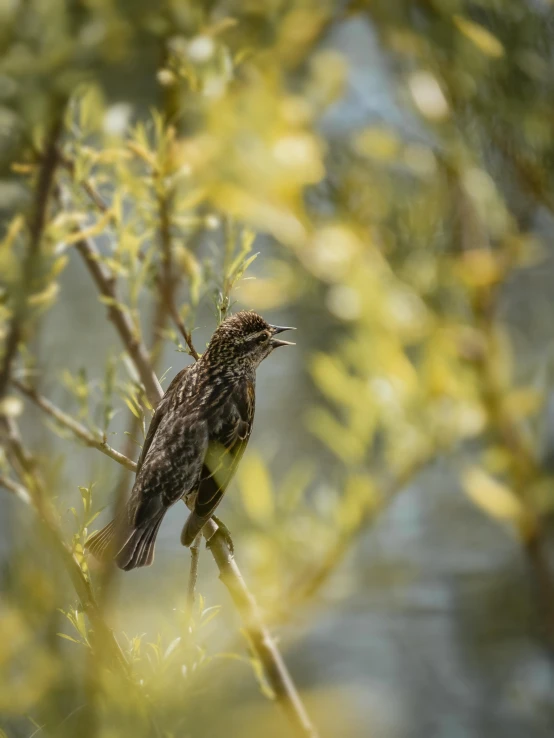 small bird perched on the nch of a tree