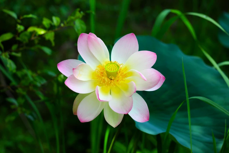 a white and yellow flower sitting on top of a green field