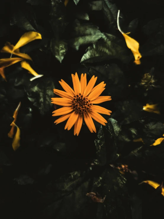 a large orange flower surrounded by many green leaves