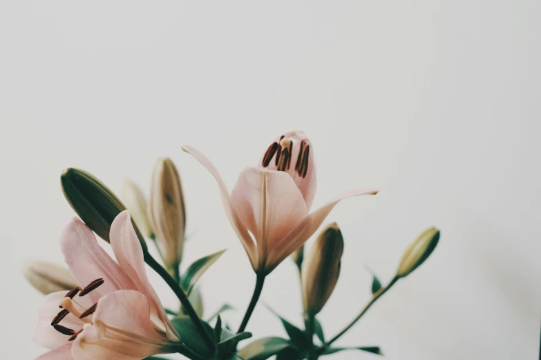 a bouquet of pink flowers with long stems