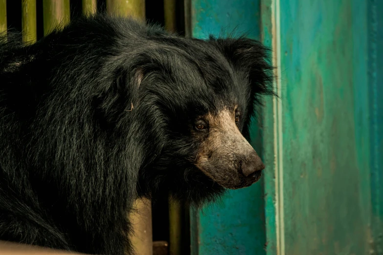 a large furry black bear sitting next to a green and blue wall