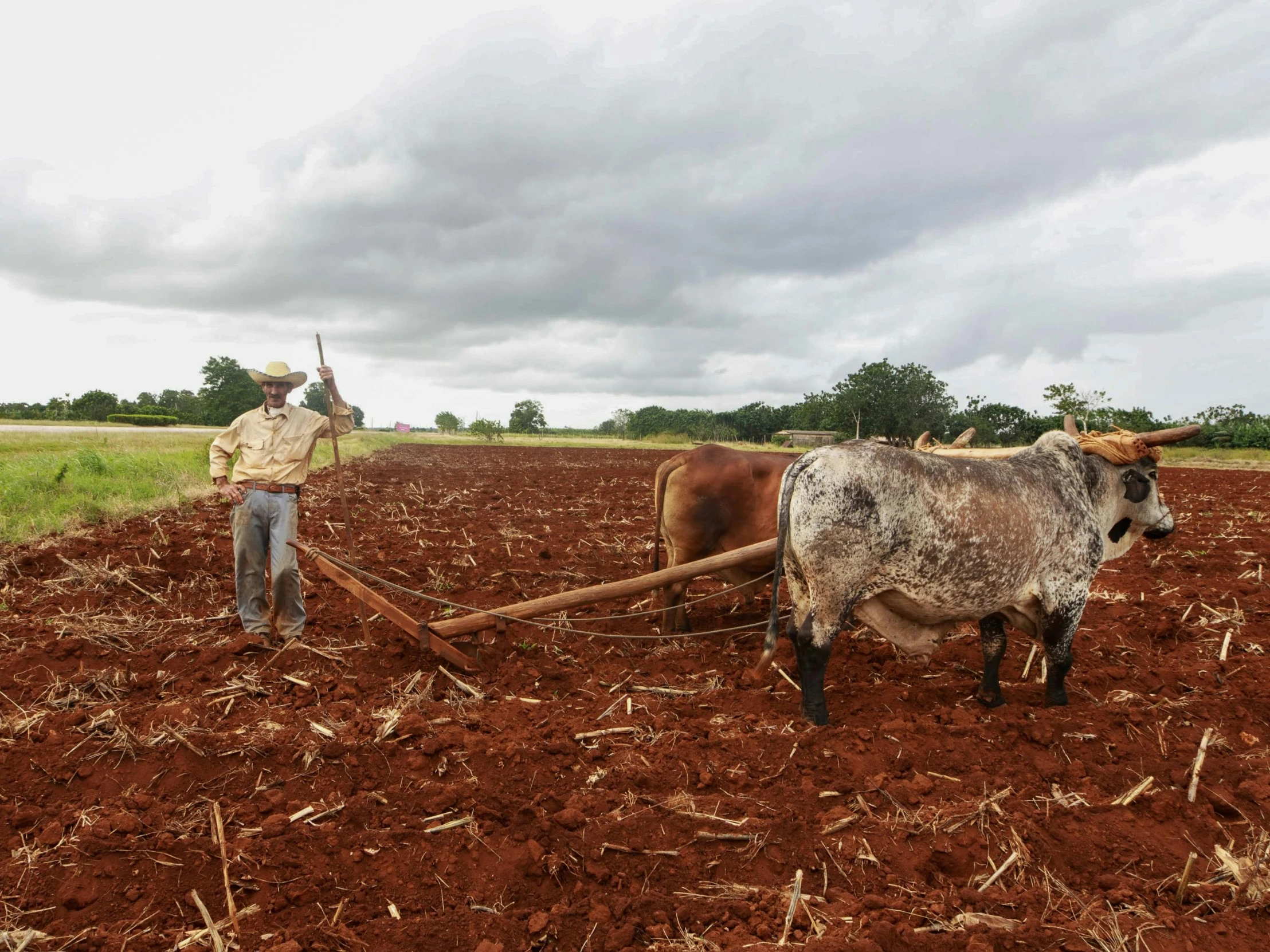 a man plowing a field with two cows