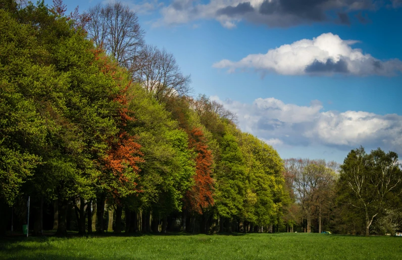 a lush green park with trees lining the sides