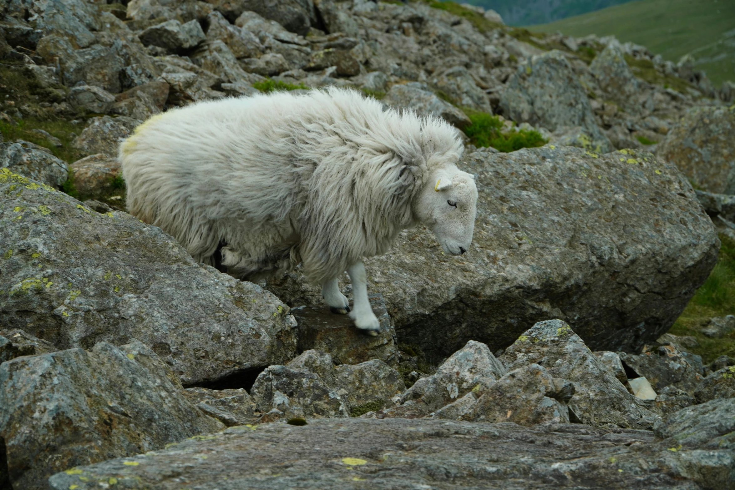 a sheep with a furry face stands on a rocky slope