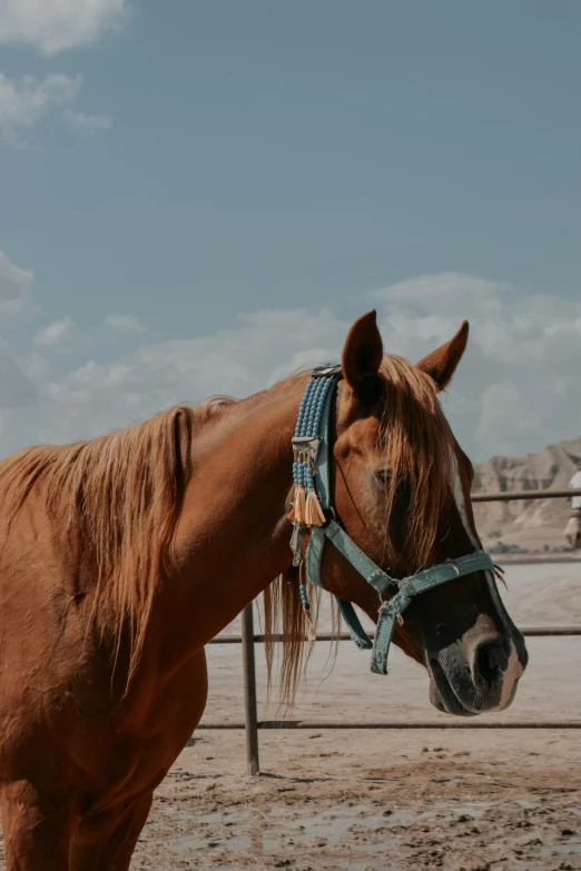 a horse with a bridle on it's head