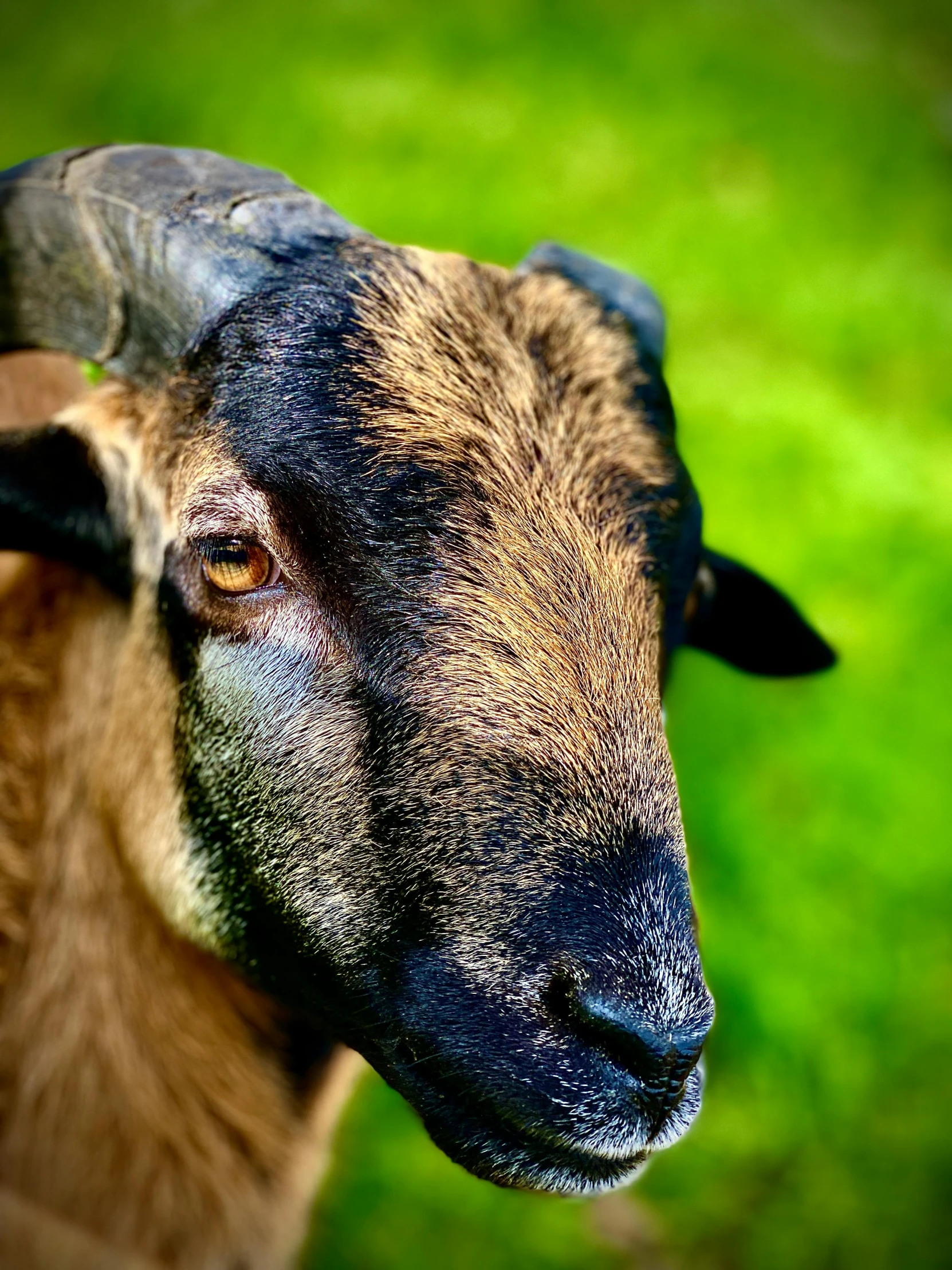 a close up view of a goat with horns