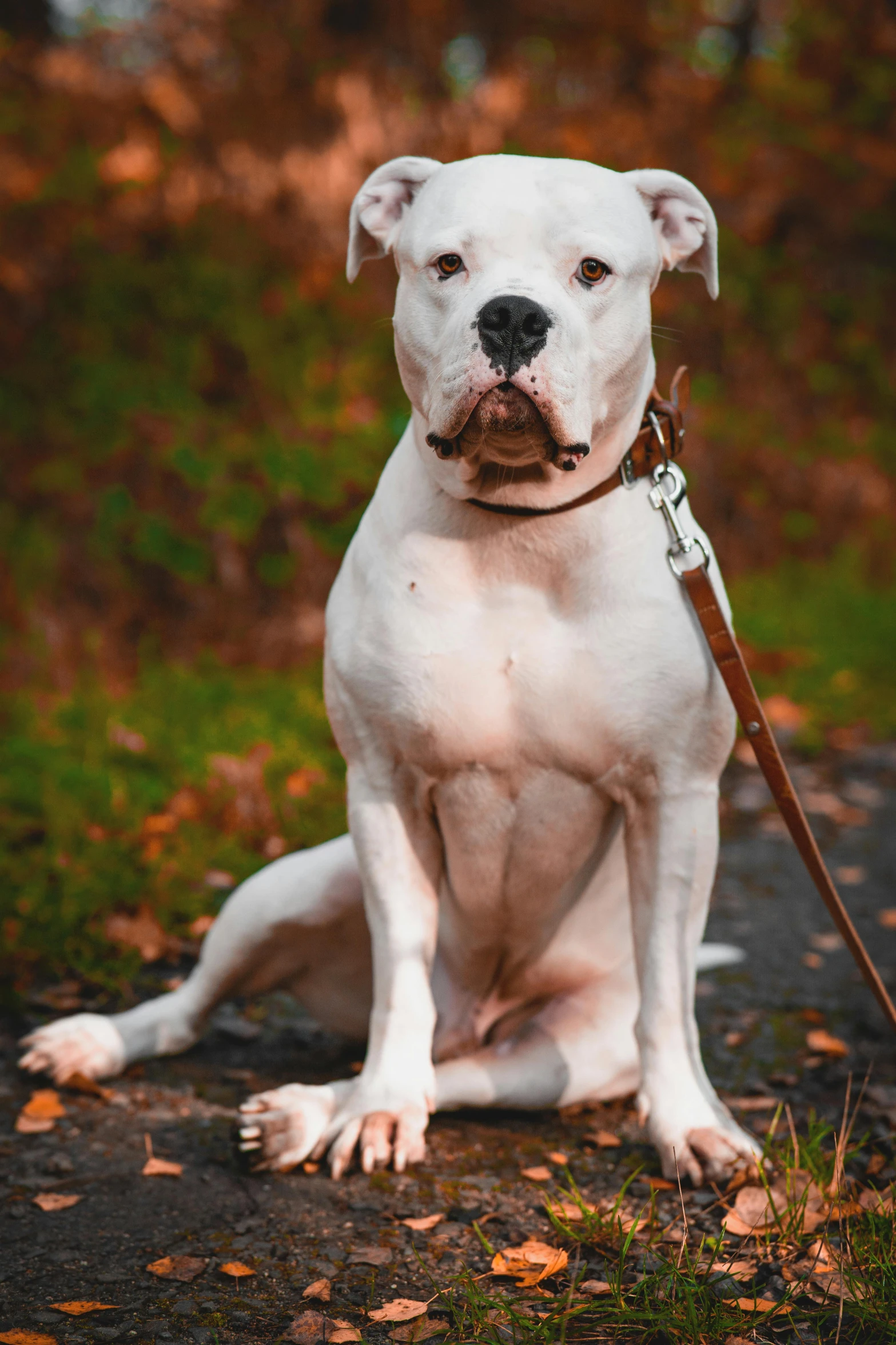 white dog with large eyes and brown collar sitting on concrete