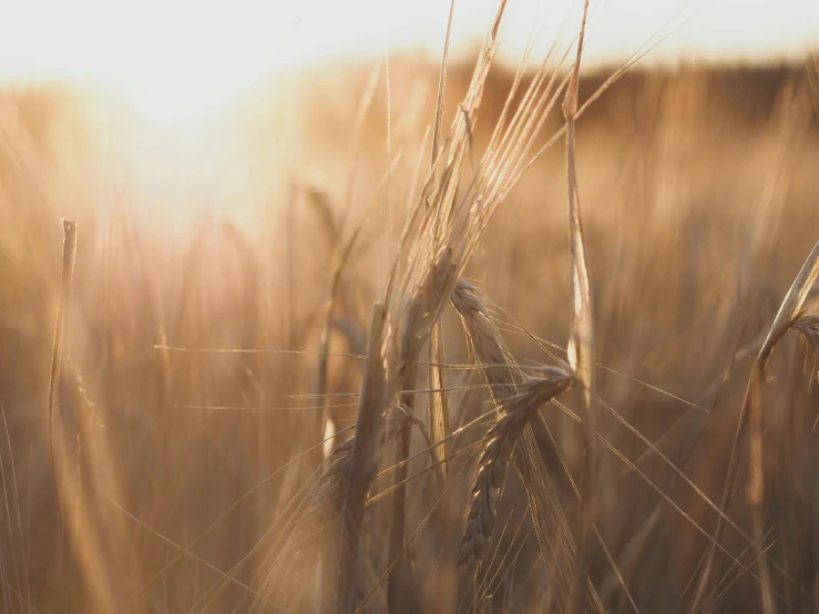 a close up po of a wheat field