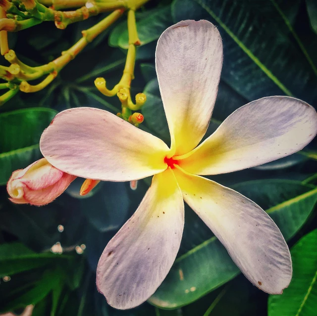 a close up of a flower on the plant