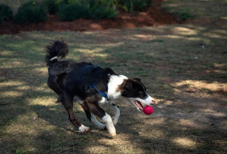 a dog running with a red ball in it's mouth