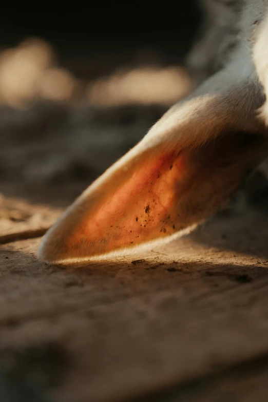 the end of a large animal's foot showing
