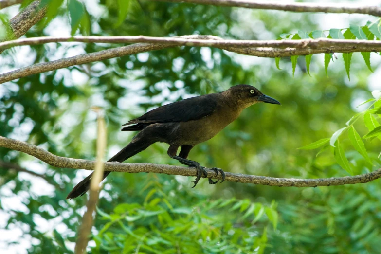 a black and brown bird perched on the nch of a tree