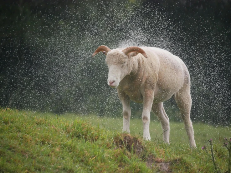 a sheep standing in the grass with spraying water