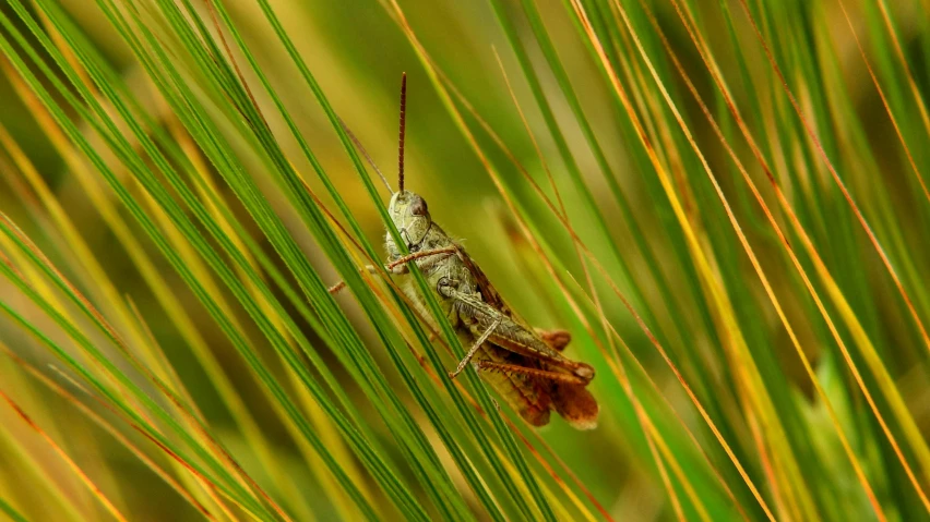 a green and brown grasshopper resting on its blade