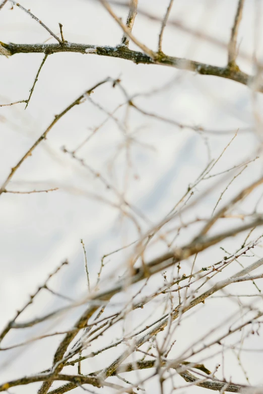 a white bird perches on a nch in the snow