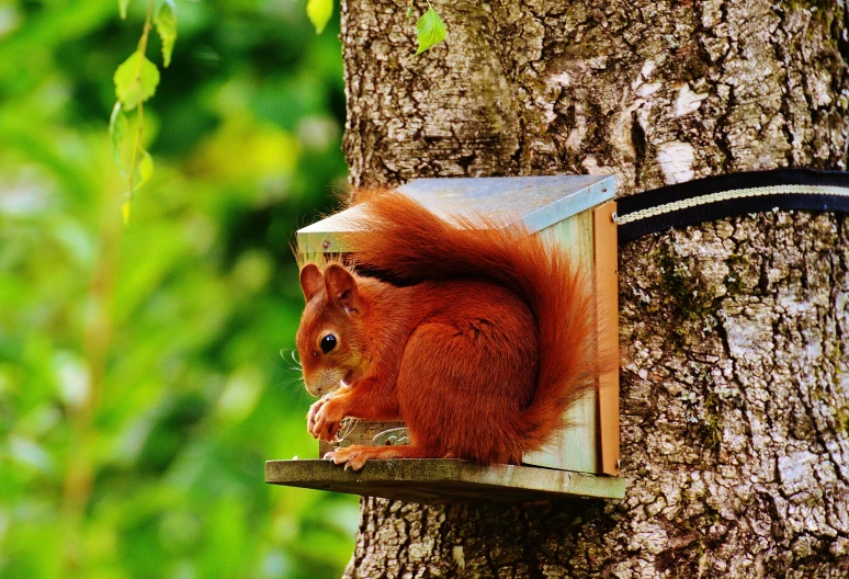 a red squirrel eating food out of a metal box