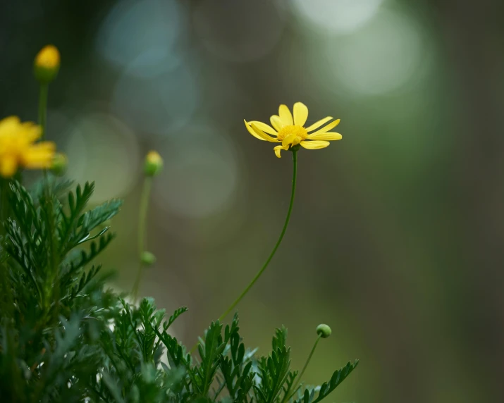 a flower on top of a green plant in the grass