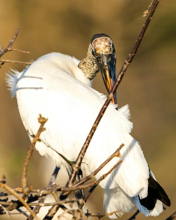 an adult white crane holds the beak of its young in a nest