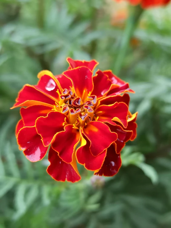 a red and yellow flower with water droplets on it