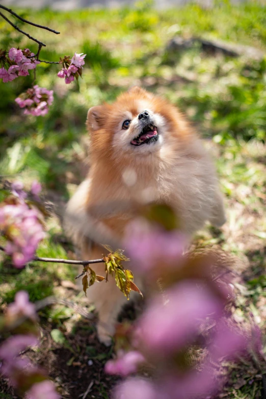 a small dog on its hind legs playing in the grass