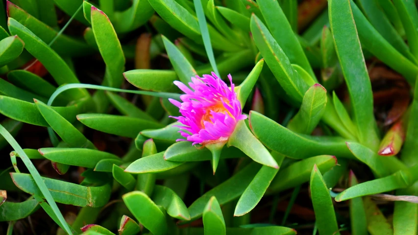 a purple flower blooming in some grass